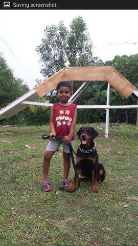 Rina The 2nd - Rottweiler Dog