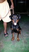 Rina The 2nd - Rottweiler Dog