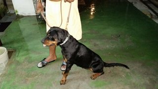 Rina The 2nd - Rottweiler Dog