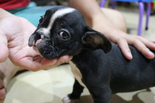 Quality French Bulldog Puppy - French Bulldog Dog