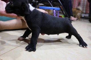 Quality French Bulldog Puppy - French Bulldog Dog