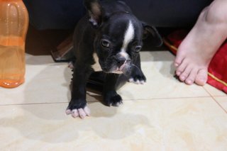 Quality French Bulldog Puppy - French Bulldog Dog