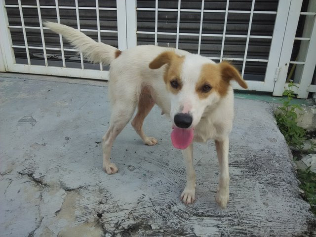 Lady - Mixed Breed Dog