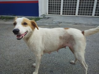 Lady - Mixed Breed Dog