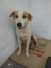 Lady - Mixed Breed Dog