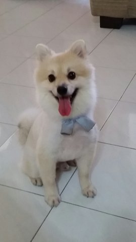 Lex - Pomeranian Dog