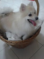 Lex - Pomeranian Dog