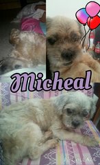 Micheal is partially blind but he is a wonderful companion to have with