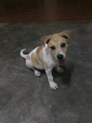 Patch - Mixed Breed Dog