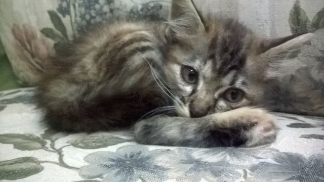 Sleepy - Domestic Long Hair Cat