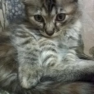 Sleepy - Domestic Long Hair Cat