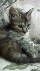 Sleepy - Domestic Long Hair Cat