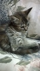 Sleepy - Domestic Long Hair Cat