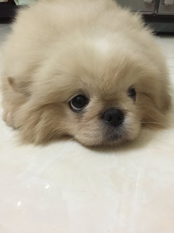 Elly - Pekingese Dog