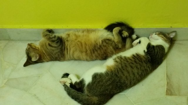 Lola &amp; Kecik - Maine Coon + Domestic Medium Hair Cat