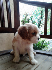 Oscar, Hallie, Angelo, Bruno - Cavalier King Charles Spaniel Dog