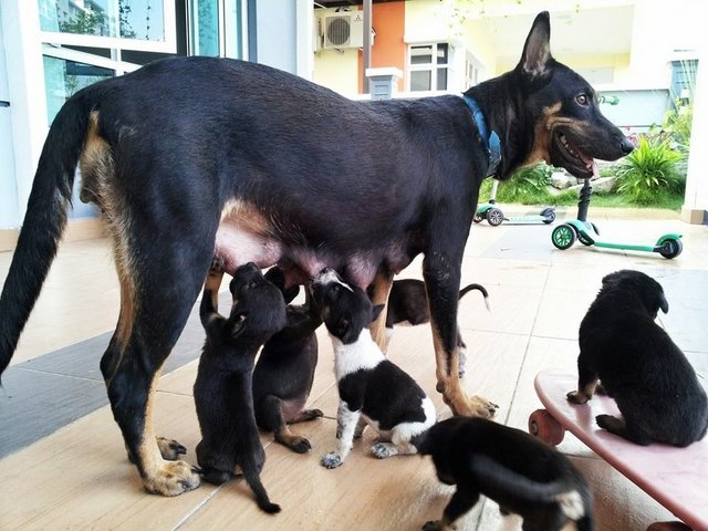 - Adopted - 6 Lovely Puppies - Mixed Breed Dog