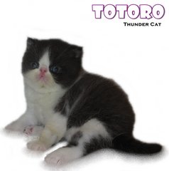 Totoro (Exotic Shorthair) - Exotic Shorthair Cat