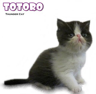 Totoro (Exotic Shorthair) - Exotic Shorthair Cat