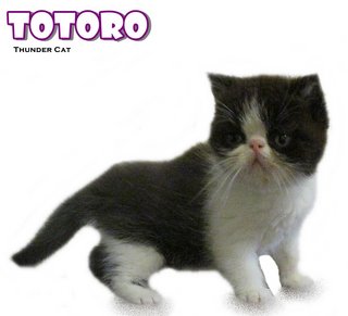 Totoro (Exotic Shorthair) - Exotic Shorthair Cat
