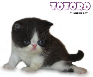Totoro (Exotic Shorthair) - Exotic Shorthair Cat
