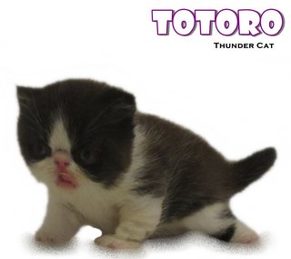 Totoro (Exotic Shorthair) - Exotic Shorthair Cat