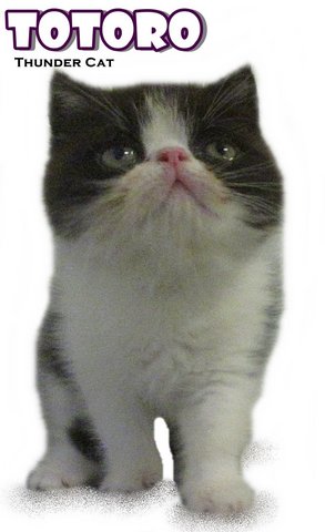 Totoro (Exotic Shorthair) - Exotic Shorthair Cat