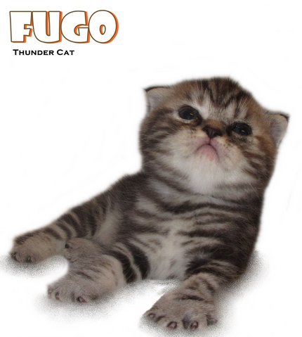 Fugo (British Shorthair) - British Shorthair Cat