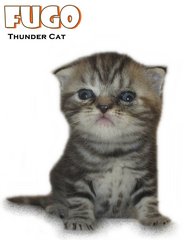 Fugo (British Shorthair) - British Shorthair Cat