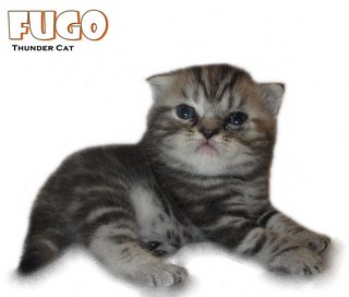 Fugo (British Shorthair) - British Shorthair Cat