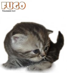 Fugo (British Shorthair) - British Shorthair Cat