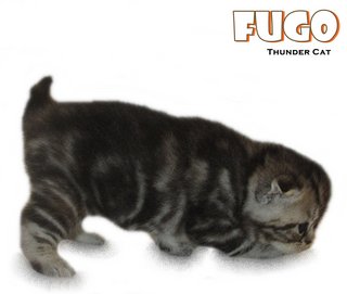 Fugo (British Shorthair) - British Shorthair Cat
