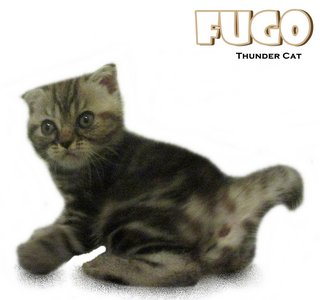 Fugo (British Shorthair) - British Shorthair Cat