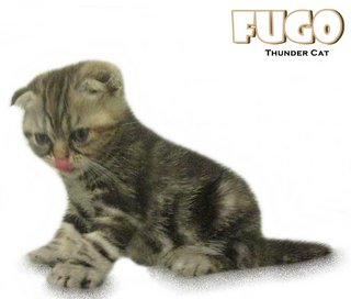 Fugo (British Shorthair) - British Shorthair Cat