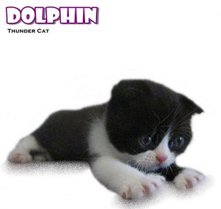 Dolphin (Scottish Fold) - Scottish Fold Cat