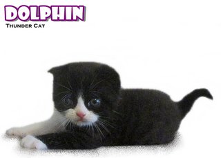 Dolphin (Scottish Fold) - Scottish Fold Cat