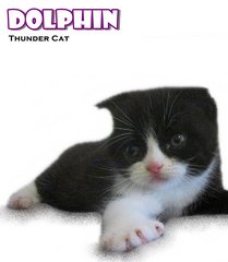 Dolphin (Scottish Fold) - Scottish Fold Cat