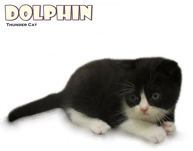 Dolphin (Scottish Fold) - Scottish Fold Cat