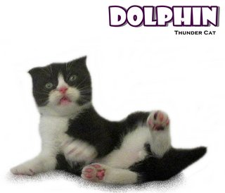 Dolphin (Scottish Fold) - Scottish Fold Cat