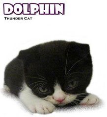 Dolphin (Scottish Fold) - Scottish Fold Cat