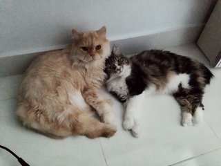 Furbie And Sophie - Persian + Maine Coon Cat