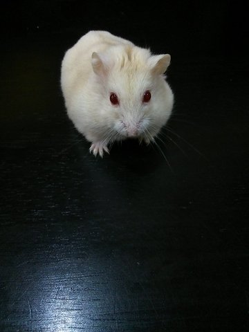 Hamster, Bella  - Short Dwarf Hamster Hamster