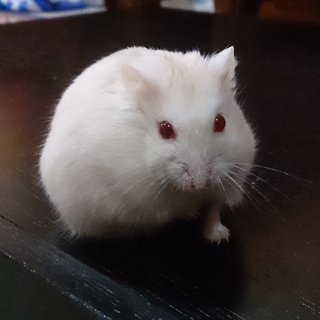 Hamster, Bella  - Short Dwarf Hamster Hamster