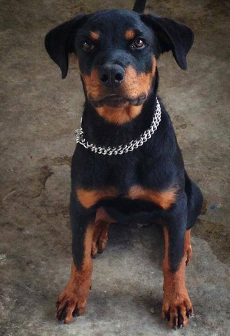 Diego - Rottweiler Dog