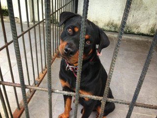 Diego - Rottweiler Dog