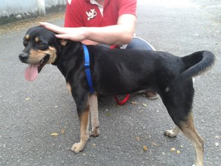 PF62592 - Rottweiler Mix Dog