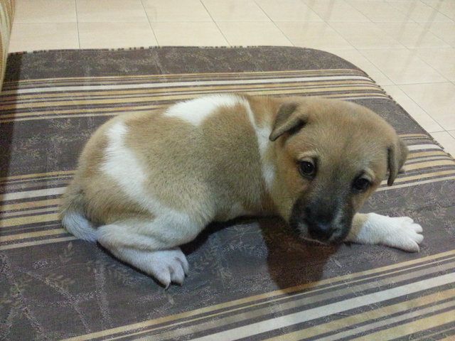 Ipoh - Pumpkin - Mixed Breed Dog