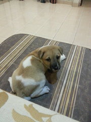 Ipoh - Pumpkin - Mixed Breed Dog