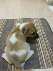 Ipoh - Pumpkin - Mixed Breed Dog