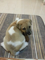 Ipoh - Pumpkin - Mixed Breed Dog